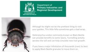 Black Beetle – Department of Agriculture
