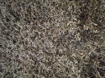 Severe Damage by Armyworm