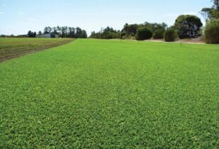 Palmetto lawn