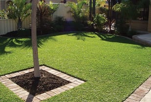 Palmetto lawn