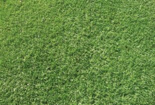Village Green lawn
