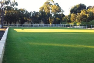 Wintergreen Lawn